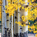 Fall Small Works Show and Sale 2026