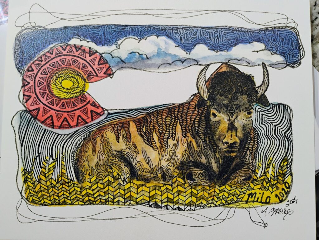 matted CO bison 8x10